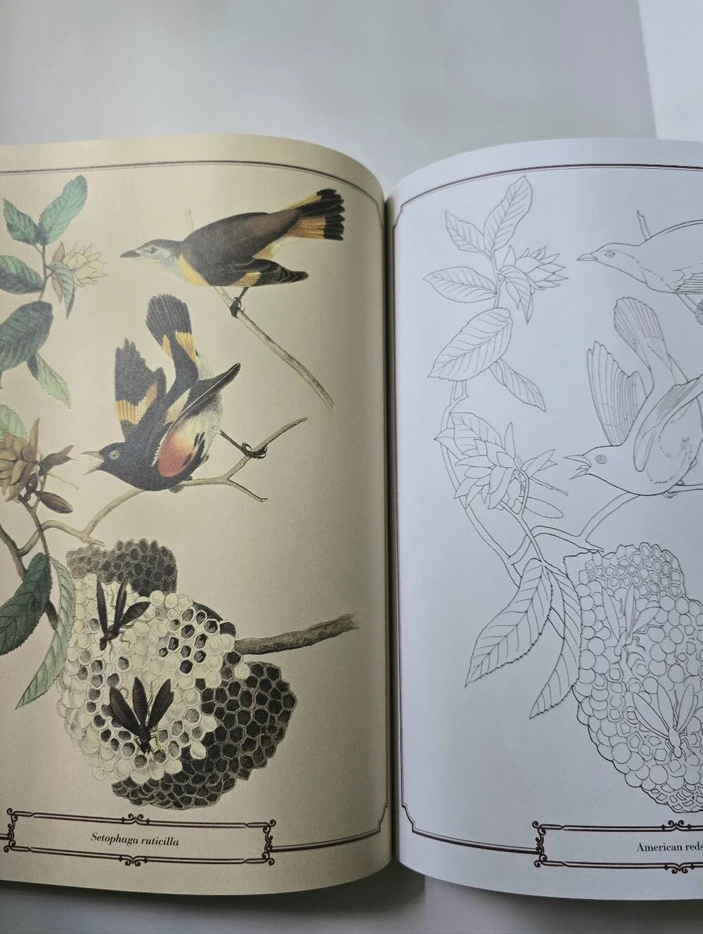 The Beautiful Nature Adult Vintage Coloring Book